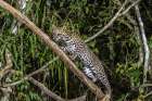 Brazil-Pantanal Ocelot on tree branch Art Print